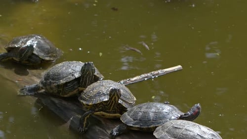 Tortugas animales en un lago verde 4