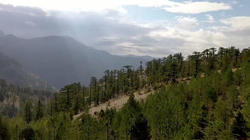 Green Forest in the Mountains