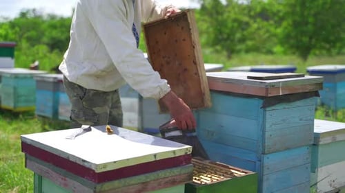 Beekeeper inspects beehive. Man apiculturist working with smoker and hives on apiary in summer.
