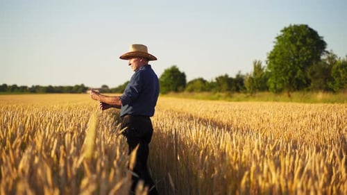 Agronomist in golden wheat field at sunset