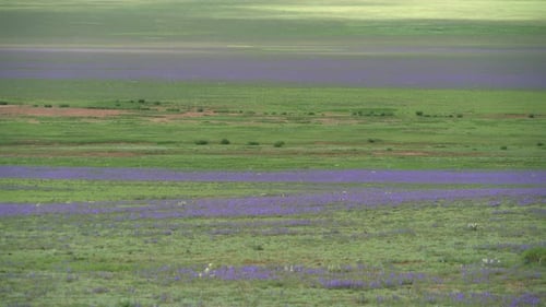 Rolling Green Field with Purple Flowers in Daylight