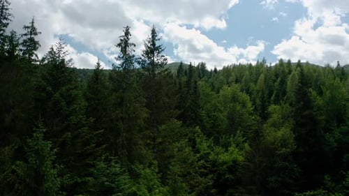 Aerial Drone View. Green Pine Forest with Canopies of Spruce Trees in Summer Mountains. V2