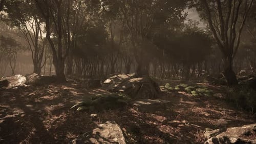 Enchanted Forest in Magical Light