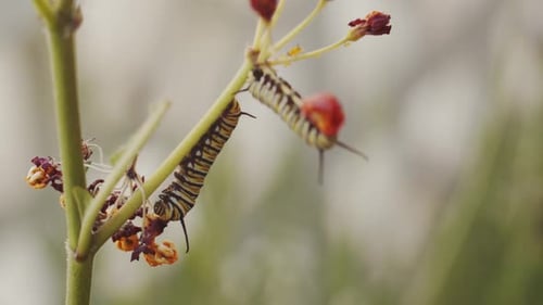 Striped Caterpillars Crawling on Flowering Green Branch