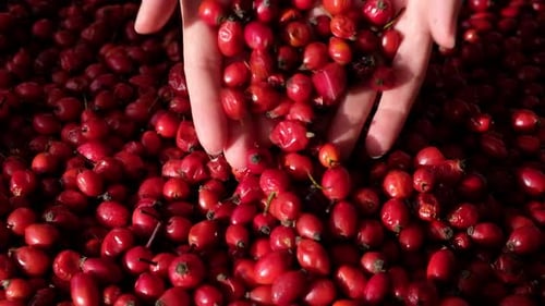 Female woman's hands touching the fruit rose hip. Empty space for copy paste. Backgrounds.