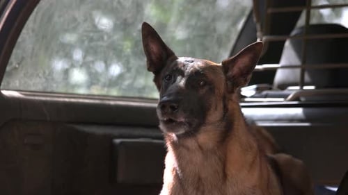 El perro está ladrando dentro de un maletero.