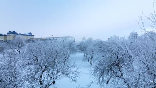 Winter city garden. Trees in the snow. Flying over a snow-covered park. Aerial photography.