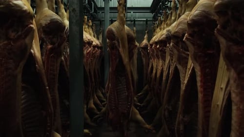 Animal Carcasses Hanging in Dark Industrial Factory
