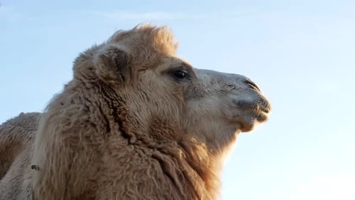 Camel Head Turns on Clear Sunny Day