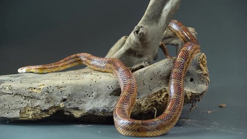 Coronella Brown Snake Crawling on Wooden Snag at Black Background. Close Up