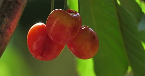 Cherries growing on the tree.