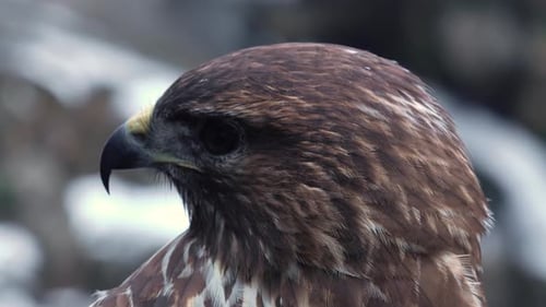 Bird of Prey Species - Common Buzzard (Buteo Buteo). Portrait.