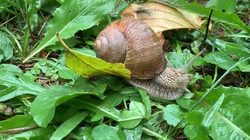 Snail Crawling on Green Leaves in Nature