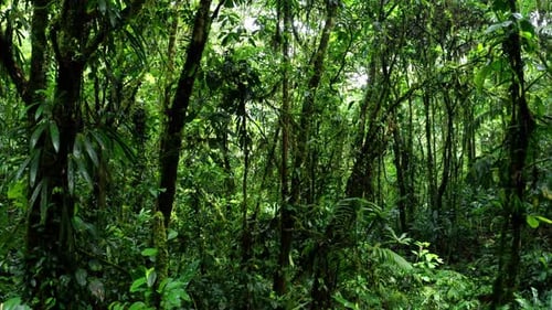 Lush Green Rainforest Plants and Trees