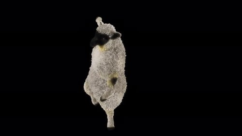 Animated 3D Sheep Character Dancing on Alpha Channel Loop