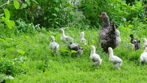 Gray Chicken Grazes in the Green Grass with Small Chickens