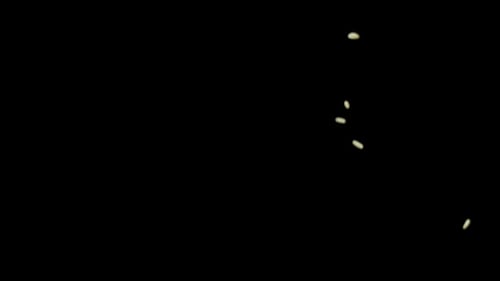 Sesame Seeds Fall on Black Burger Bun