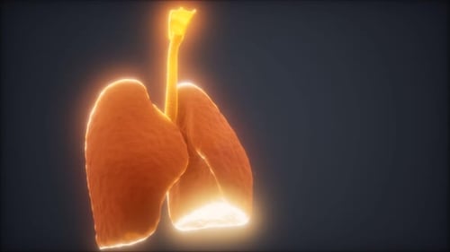 3d Animation of Human Lungs