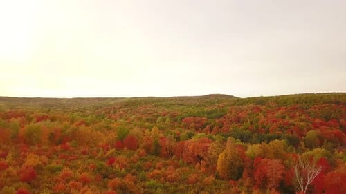 Autumn Nature