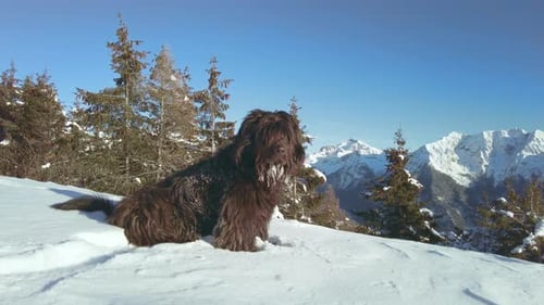 Bergamasco Shepherd Dog In Fresh Snow Looks Around