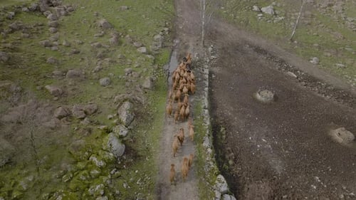 Amazing aerial view of farming scene, domestic animal. Highland cattle herd ising to pasture over ro