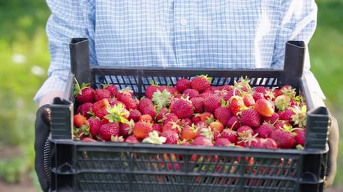 Person Holding Freshly Picked Strawberries in Crate