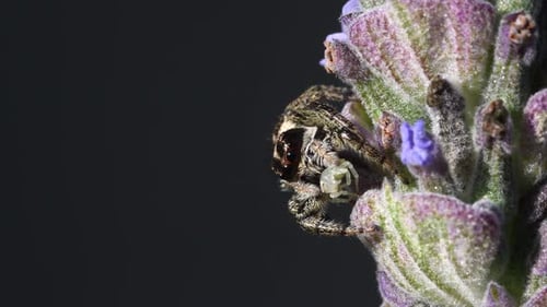 Springende Spinne (Phiale sp) auf einer Lavendelblüte, die sich von einer winzigen Krabbenspinne (Thomisidae sp) ernährt