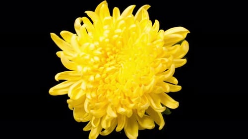Close Up of a Bright Yellow Flower
