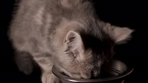 Gray Kitten Eating Food from Bowl Close Up