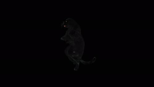 Black Panther 3D Animation Standing and Looking Around