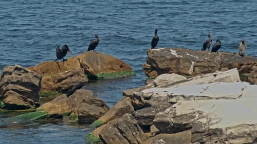 Cormorán Phalacrocorax Pelagicus