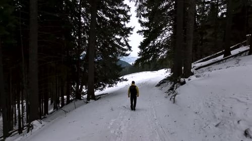Hiker Walks Snowy Path in Winter Forest