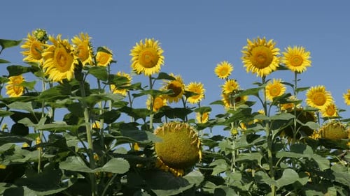 Blooming Sunflower Field Against Blue Sky
