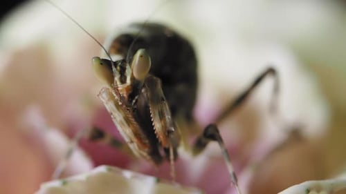 Praying Mantis Perched on Colorful Flower