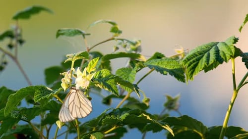 Schwarz geäderter weißer Schmetterling