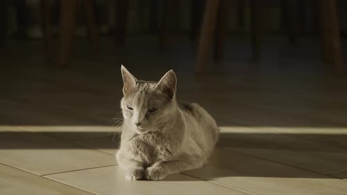 Sleepy Gray Cat Resting on Wooden Floor