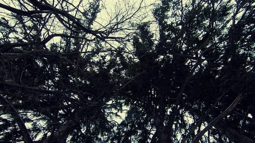 Upward view of treetops in forest on cloudy day. Dolly forward