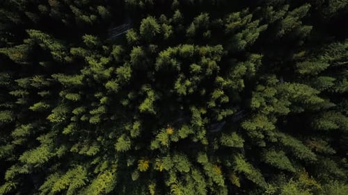 Topview Over Forest Trees And Rural Dirt Road