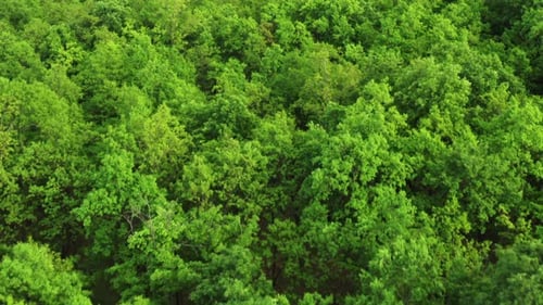 Lush Branches and Bright Green Leaves on Treetops in Forest