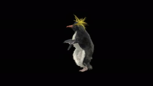 Pinguin tanzen 4K