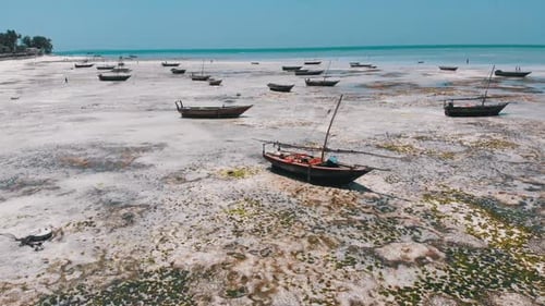 Lot of Fishing Boats Stuck in Sand Off Coast at Low Tide Zanzibar Aerial View