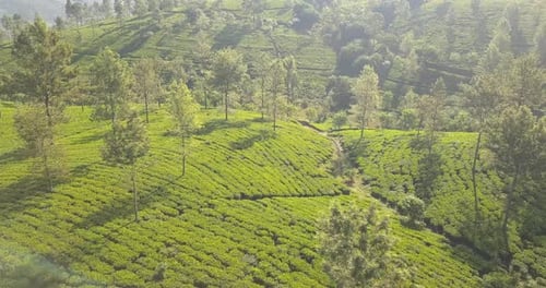 Luftaufnahme von Hügeln mit Teeplantage am Morgen in Sri Lanka.