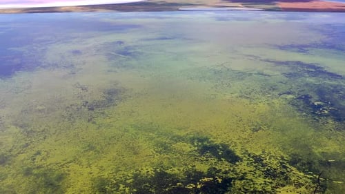 Magnifique vol en été au-dessus d'un lac verdoyant. Des algues vertes. À Salt Lake City.