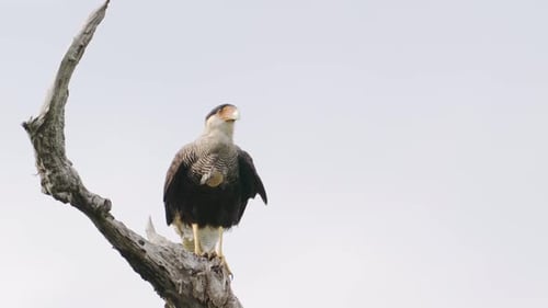 Aasfresservogel, Caracara mit Haube, Caracara plancus stationär auf dem Ast thront, langsam graben