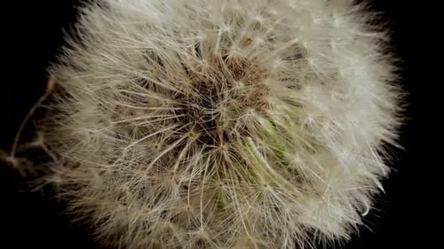 Dandelion Seed Head Close Up on Black Background
