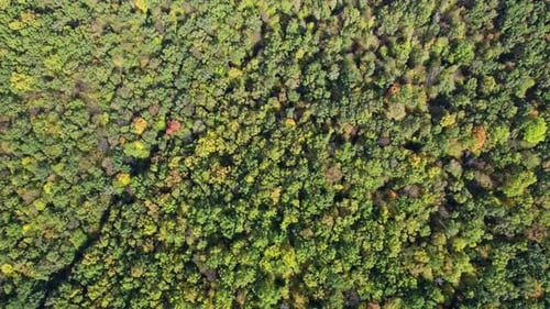 Herbstfarben Landschaft Woodland