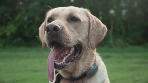 Happy Labrador Retriever Dog Panting Outdoors in Summer