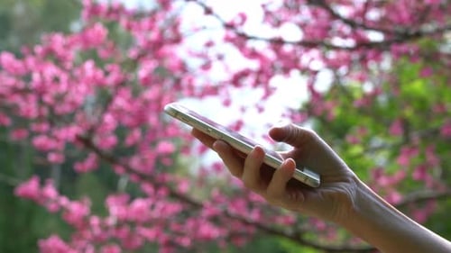 Smartphone im Park
