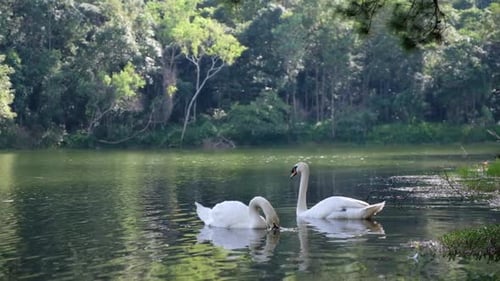 Câmera lenta de dois cisnes brancos nadando no lago