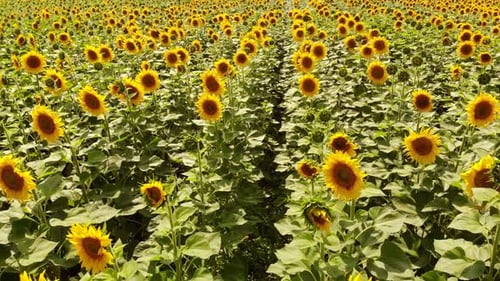 Flying Over Sunflower Field